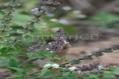 Ocimum americanum